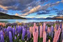 Lạc lối vào những thung lũng hoa đẹp nhất hành tinh