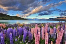 Lạc lối vào những thung lũng hoa đẹp nhất hành tinh