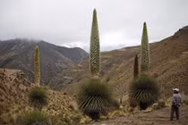 Khám phá vùng đất có vườn dứa khổng lồ cao tới 9-10m