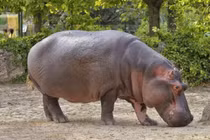 Choáng những động vật phát ra tiếng kêu lớn nhất Trái Đất