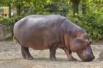 Choáng những động vật phát ra tiếng kêu lớn nhất Trái Đất