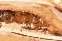  Honeypot - loài kiến sản xuất mật duy nhất trên thế giới