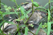 Nước biến thành màu đen làm cá chết hàng loạt trên sông