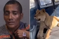 Bị sư tử tấn công, người phụ nữ liều mạng cắn lại con vật