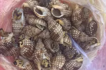 Tử vong sau khi ăn ốc lạ: Làm gì khi ngộ độc ốc biển?