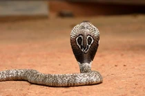 Bị rắn hổ mang tấn công, bé trai 8 tuổi cắn chết con rắn