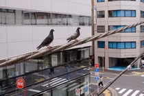 Đâm chết chim bồ câu, nam tài xế bị bắt giữ