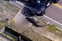 Người phụ nữ Mỹ được phát hiện chết trong hàm cá sấu