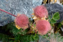 Mê mẩn vẻ đẹp tinh khiết của loài hoa khói thảo nguyên