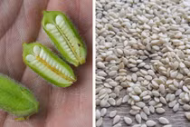 Bất ngờ với hình dáng ban đầu của các loại gia vị phổ biến