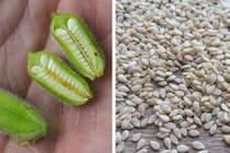 Bất ngờ với hình dáng ban đầu của các loại gia vị phổ biến