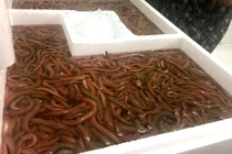 Thâm nhập kho hàng 'lộc trời' lớn nhất miền Bắc