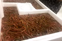 Thâm nhập kho hàng 'lộc trời' lớn nhất miền Bắc