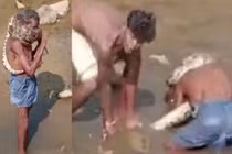 Quàng con trăn lên cổ, người đàn ông suýt mất mạng