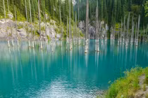 Bí ẩn trong những khu rừng kỳ lạ nhất hành tinh