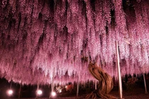 Sững sờ vẻ đẹp mê hoặc của cây Tử Đằng đẹp nhất thế giới