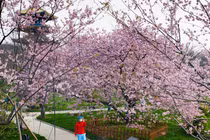 Cuộc tình sinh ly tử biệt của cô gái trẻ có bạn trai qua đời ở Vũ Hán