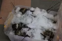 Tôm hùm bị bơm tạp chất thạch rau câu: ăn vào hại cơ thể như nào?