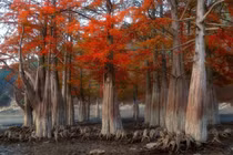 Ghé thăm loạt khu rừng đẹp nhất thế giới hút hồn du khách