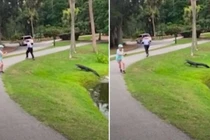 Đang câu cá, người đàn ông bị cá sấu rượt đuổi chạy té khói