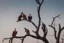 Người phụ nữ chiến đấu với kền kền để bảo vệ thi thể chồng