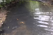 Nước máy Hà Nội bốc mùi: Chất Styrene cao bất thường là gì, nguy hại thế nào?