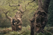 Ngẩn ngơ lạc vào những cánh rừng cổ thụ ở Anh