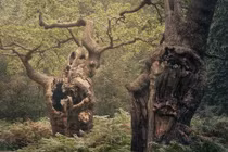 Ngẩn ngơ lạc vào những cánh rừng cổ thụ ở Anh