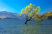 Những cây cô đơn ở vị trí độc đáo nhất thế giới