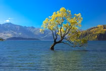 Những cây cô đơn ở vị trí độc đáo nhất thế giới