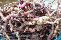 Quý ông cương dương 30 giờ vì ba kích hay “thần dược” khác?