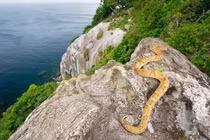 Rùng mình hòn đảo nguy hiểm toàn rắn độc, không ai dám tới