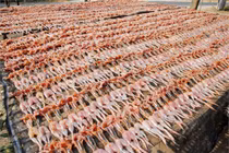 Tận mục các công đoạn làm món “vũ nữ chân dài” miền Tây