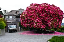 Chiêm ngưỡng loạt cây cổ thụ ra hoa đẹp nhất thế giới