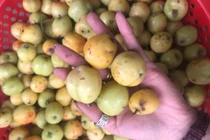 Các loại quả rừng độc đáo được dân thành phố cực kỳ ưa chuộng