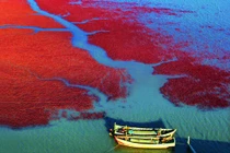 Kinh ngạc khung cảnh thơ mộng “Biển Đỏ” của Trung Quốc