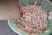 Những món sâu kinh dị được xem là đặc sản được ưa chuộng