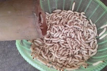 Những món sâu kinh dị được xem là đặc sản được ưa chuộng