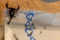 Hoảng hồn phát hiện 18 con bọ cạp sống trong vali du lịch