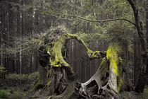 Bên trong khu rừng ma ám đáng sợ nhất thế giới