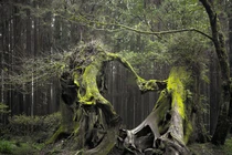 Bên trong khu rừng ma ám đáng sợ nhất thế giới