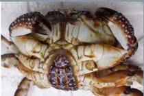 Ăn 2 càng cua suýt chết, cua mặt quỷ nguy hiểm ra sao?