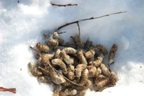 Ám ảnh món ăn từ chất thải khiến thực khách... khiếp vía