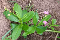 Trồng ngay cây sâm đất vừa hái rau ăn vừa làm thuốc vì lý do đặc biệt này