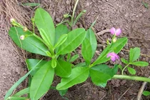 Trồng ngay cây sâm đất vừa hái rau ăn vừa làm thuốc vì lý do đặc biệt này