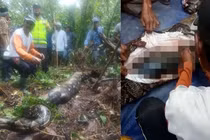 Rùng mình những vụ trăn nuốt chửng người kinh hoàng