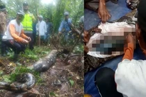 Rùng mình những vụ trăn nuốt chửng người kinh hoàng