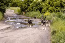 Mỹ: Cụ ông 71 tuổi bị một đàn chó tấn công tới tử vong