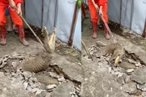 Kinh hãi cảnh 3 con cá sấu chui lên từ vết nứt vỉa hè