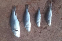 Ghé thăm thị trấn hẻo lánh có tới 4 trận “mưa cá” trong 50 năm qua